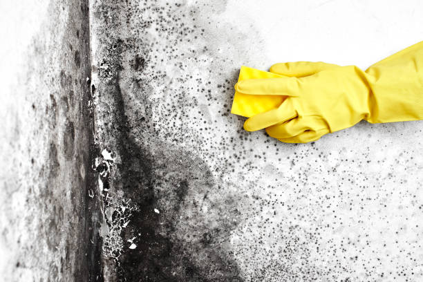 Best Mold Cleaning Services  in Fruitport, MI