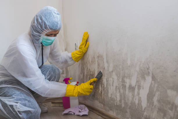 Best Local Mold Removal Service  in Fruitport, MI