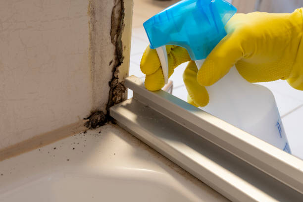 Best Toxic Mold Removal  in Fruitport, MI