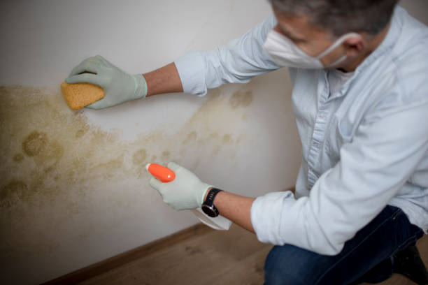 Best Mold Damage Repair  in Fruitport, MI