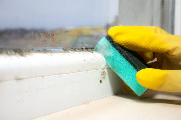 Best Mold Remediation Services  in Fruitport, MI