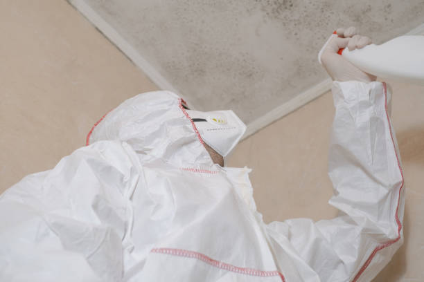 Attic Mold Removal in Fruitport, MI