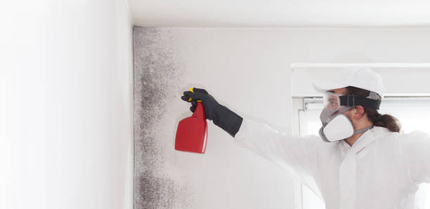 Certified Mold Removal in Fruitport, MI