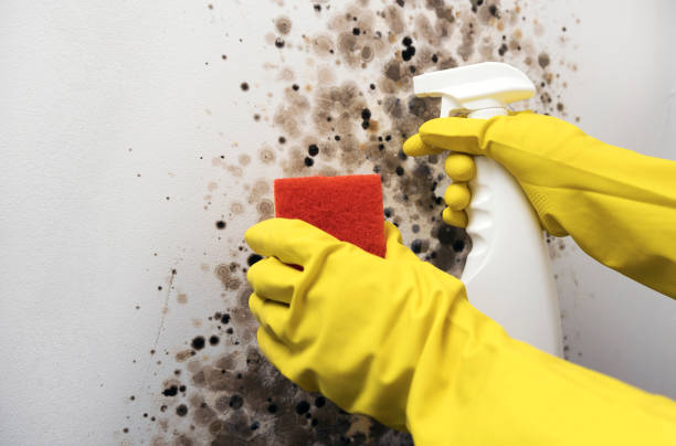 Best Mold Removal Company Near Me  in Fruitport, MI