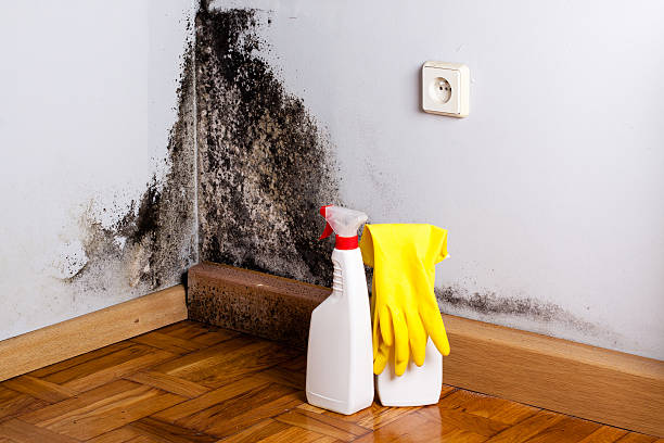 Trusted Fruitport, MI Mold Removal Experts