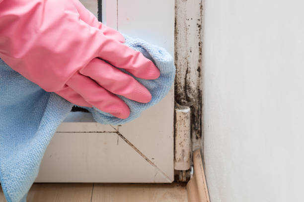 Best Commercial Mold Removal  in Fruitport, MI