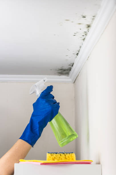 Best Same-Day Mold Removal  in Fruitport, MI